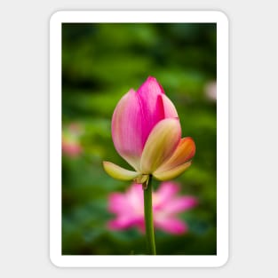 Lotus bud Sticker